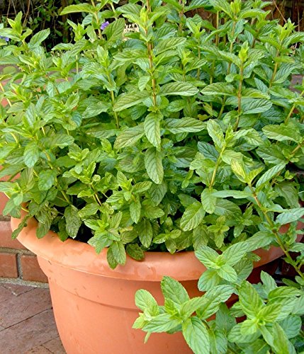

*100 SPEARMINT SEEDS ** VERY FRAGRANT #1094