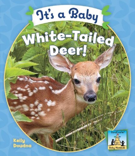 It's a baby white-tailed deer! by Kelly Doudna