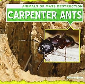 Carpenter Ants by Katherine Ponka