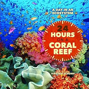 24 Hours on a Coral Reef