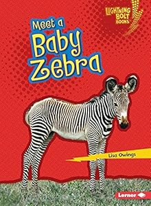 Meet a Baby Zebra