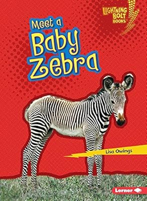 Meet a Baby Zebra