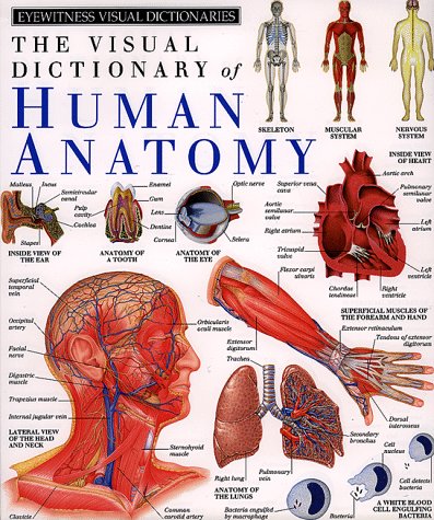 Human Anatomy (DK Visual Dictionaries) by DK Publishing
