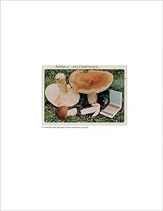 Jason Fulford: The Mushroom Collector by Lorenzo de Rita