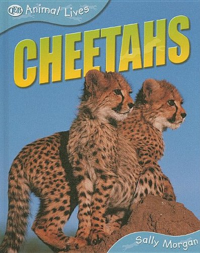 Cheetahs by Sally Morgan