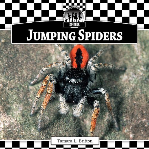 Jumping Spiders by Tamara L. Britton