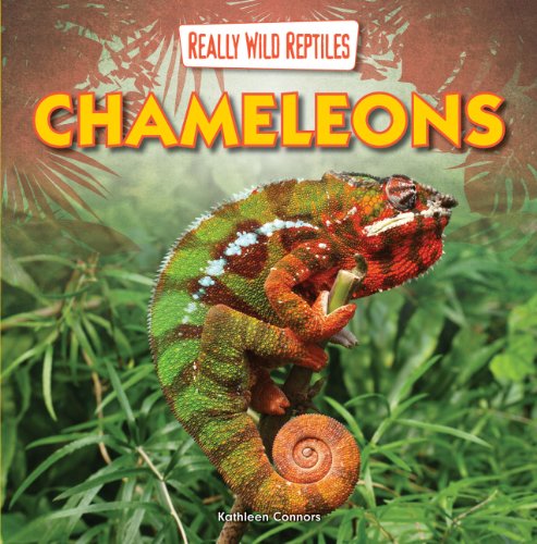 Chameleons by Kathleen Connors