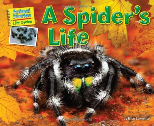 A Spider's Life by Ellen Lawrence