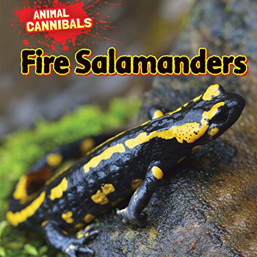 Fire Salamanders by Sam Hesper