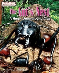 The Ant's Nest: A Huge, Underground City