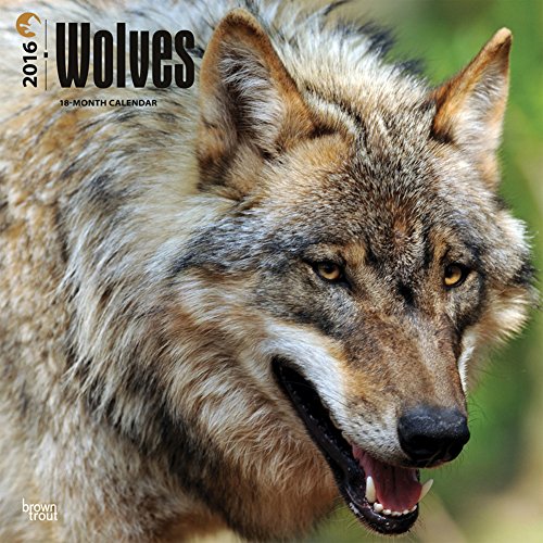 Wolves - 2016 Calendar 12 x 12in