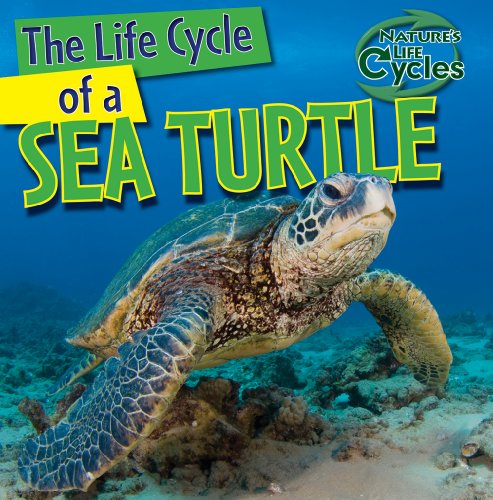 The Life Cycle of a Sea Turtle by Anna Kingston