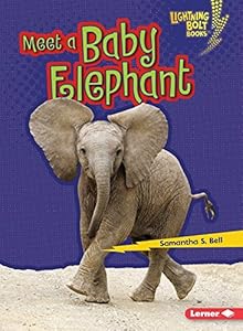 Meet a Baby Elephant