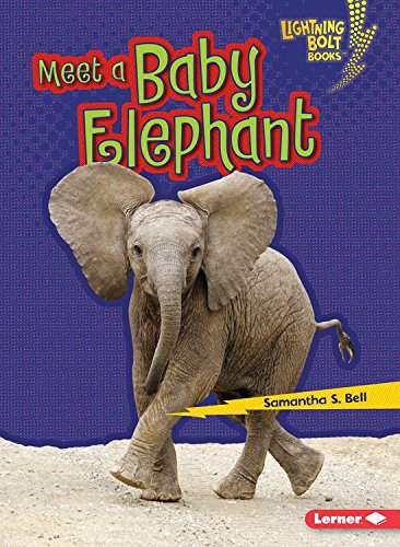 Meet a Baby Elephant by Samantha Bell