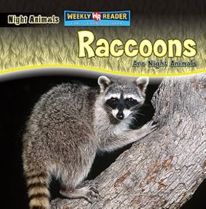 Raccoons Are Night Animals