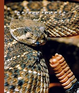 Rattlesnakes (World of Reptiles)