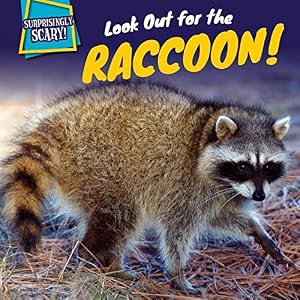 Look Out for the Raccoon!