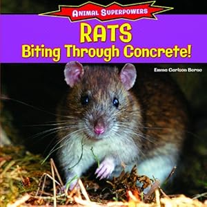 Rats: Biting Through Concrete!