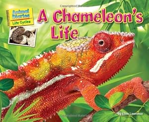 A chameleon's life