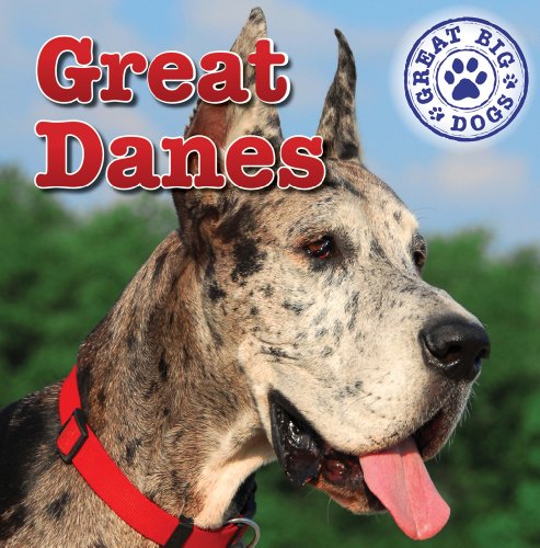 Great Danes by Kristen Rajczak