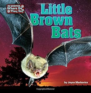 Little Brown Bats