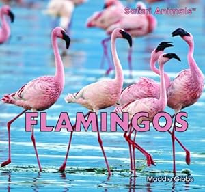 Flamingos