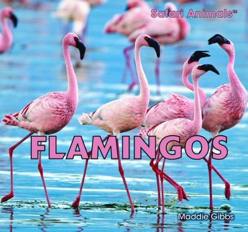 Flamingos by Maddie Gibbs