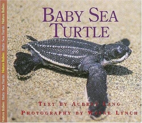 Baby Sea Turtle (Nature Babies) by Wayne Lynch