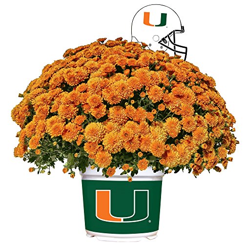 Algopix Similar Product 3 - Sporticulture Miami Hurricanes Color