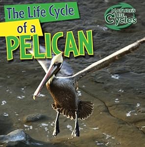 The Life Cycle of a Pelican