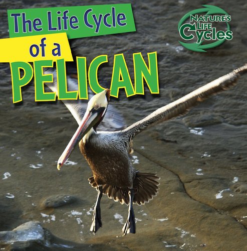 The Life Cycle of a Pelican by Anna Kingston