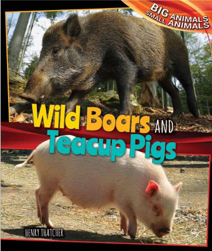 Wild Boars and Teacup Pigs by Henry Thatcher