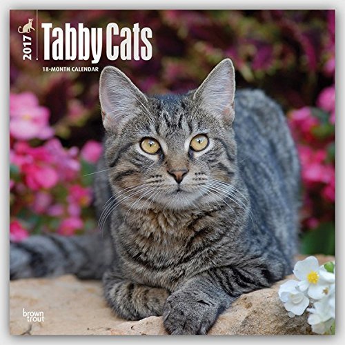 2017 Monthly Wall Calendar - Tabby Cats