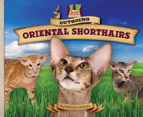 Outgoing Oriental Shorthairs by Katherine Hengel