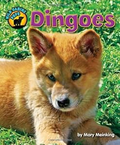 Dingoes (Wild Canine Pups)