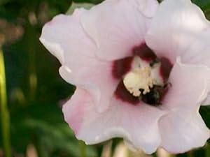 The Caribbean Columbus log A to Z by Shlomo Cohen