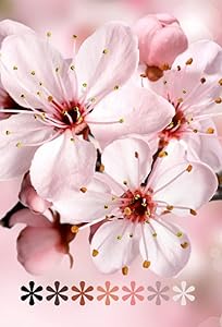 Cherry Blossom Password Book by Christina Leyvas