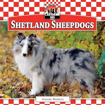 Shetland Sheepdogs