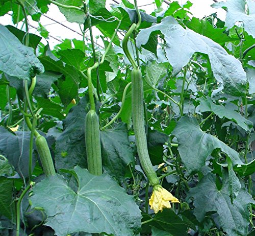 Algopix Similar Product 4 - 