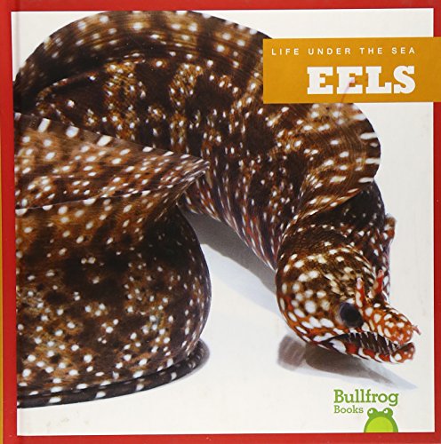 Eels by Cari Meister