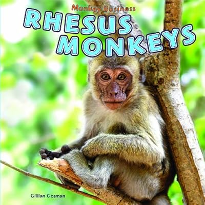 Rhesus Monkeys
