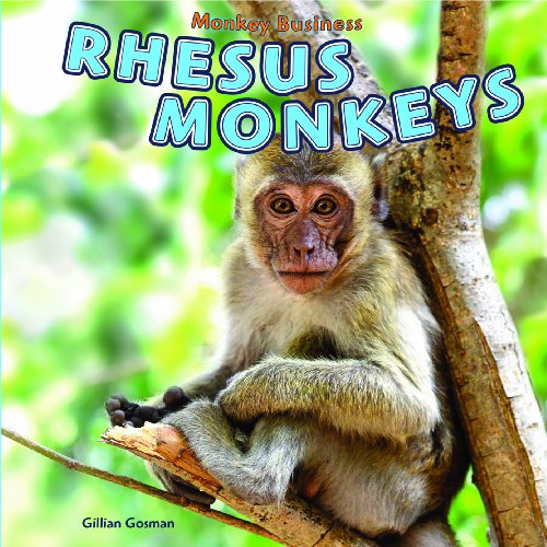 Rhesus Monkeys by Gillian Gosman