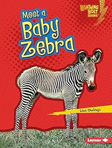 Meet a Baby Zebra