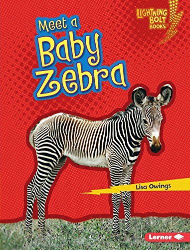 Meet a Baby Zebra by Lisa Owings