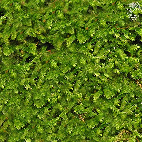 Algopix Similar Product 19 - Luffy Wild Christmas Moss