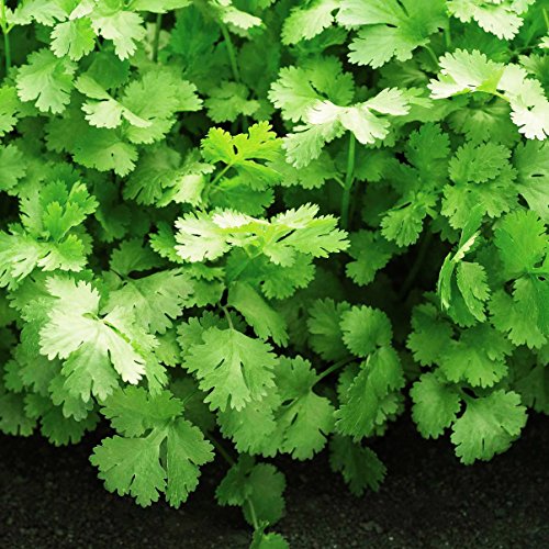 Algopix Similar Product 3 - Cilantro Santo Seeds  Untreated Herb