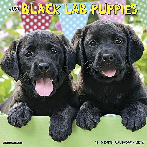 Black Lab Puppies 2016 Wall Calendar