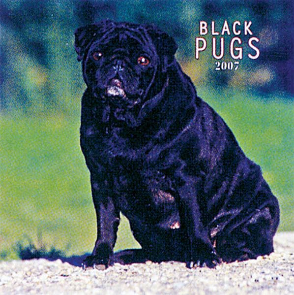 Pugs, Black 2008 Square Wall Calendar (German, French, Spanish and English Edition) by BrownTrout Publishers