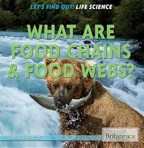 What are food chains & food webs?