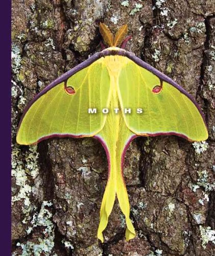 Moths (The World of Insects) by Sophie Lockwood